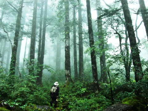 神農架國家森林公園