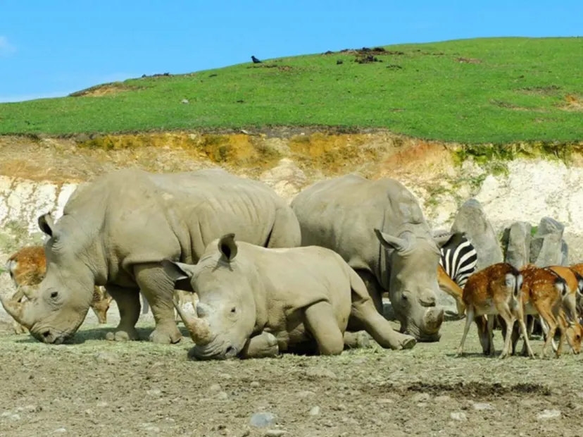 九州自然動物公園非洲Safari