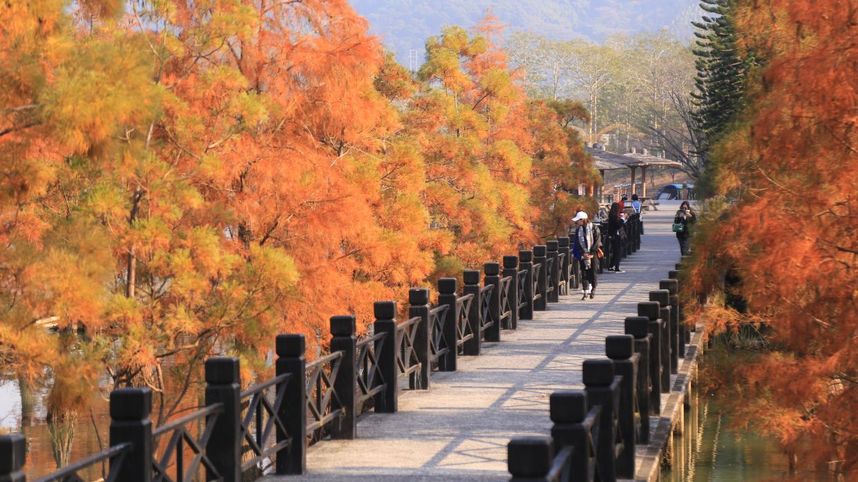 田野綠世界楓葉