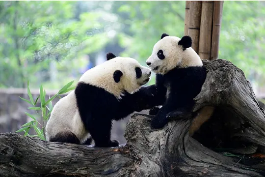 成都大熊貓繁育研究基地