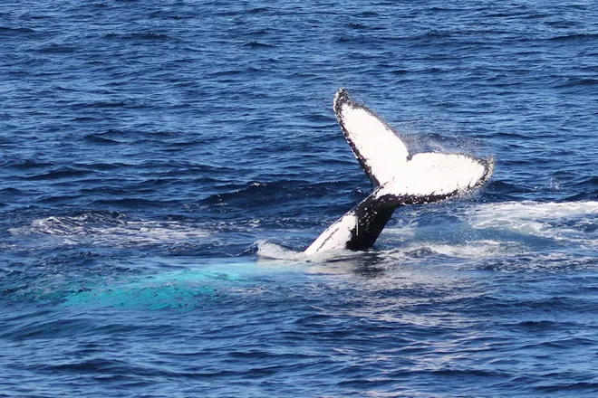 觀鯨之旅