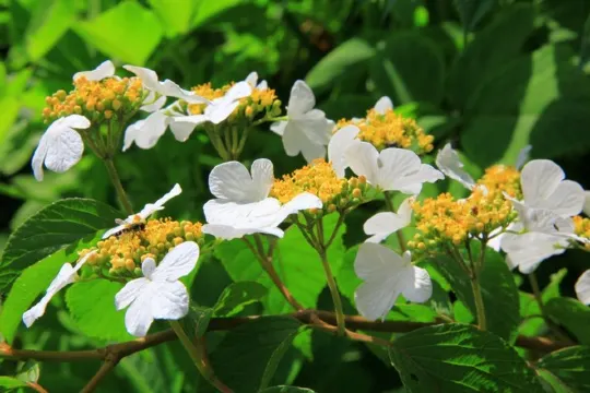 5-6月蝴蝶戲珠花