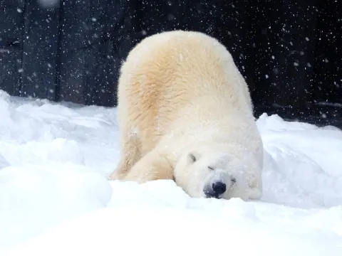 旭山動物園~北極熊館