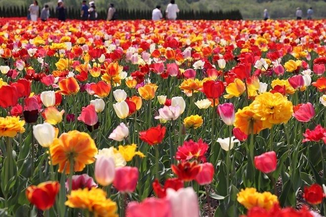 上湧別鬱金香花園