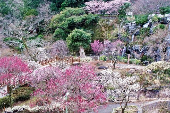 熱海梅園