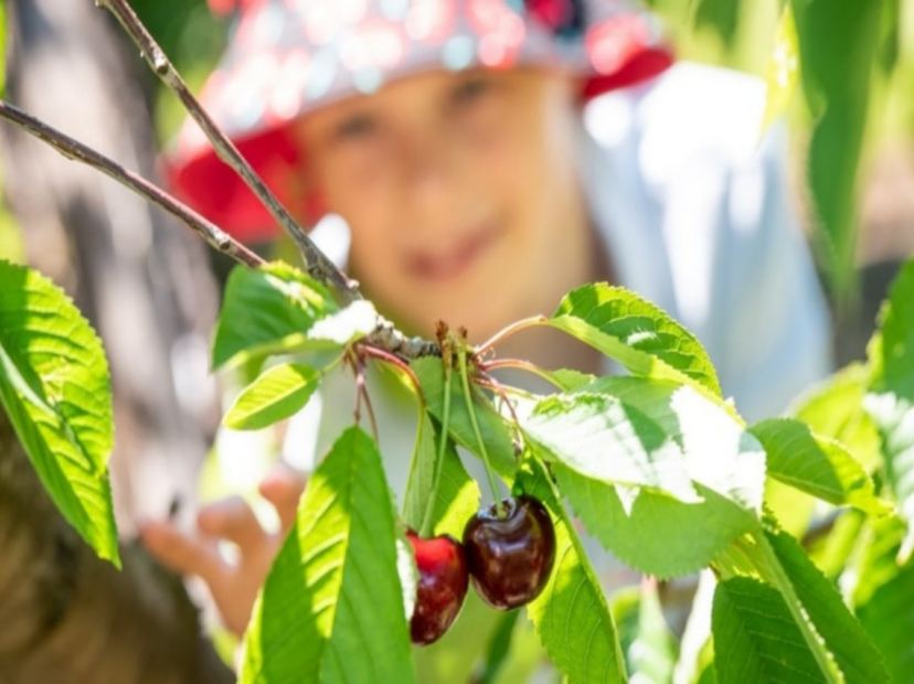 Cherry Hill車厘子果園