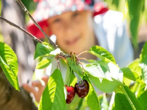 Cherry Hill車厘子果園