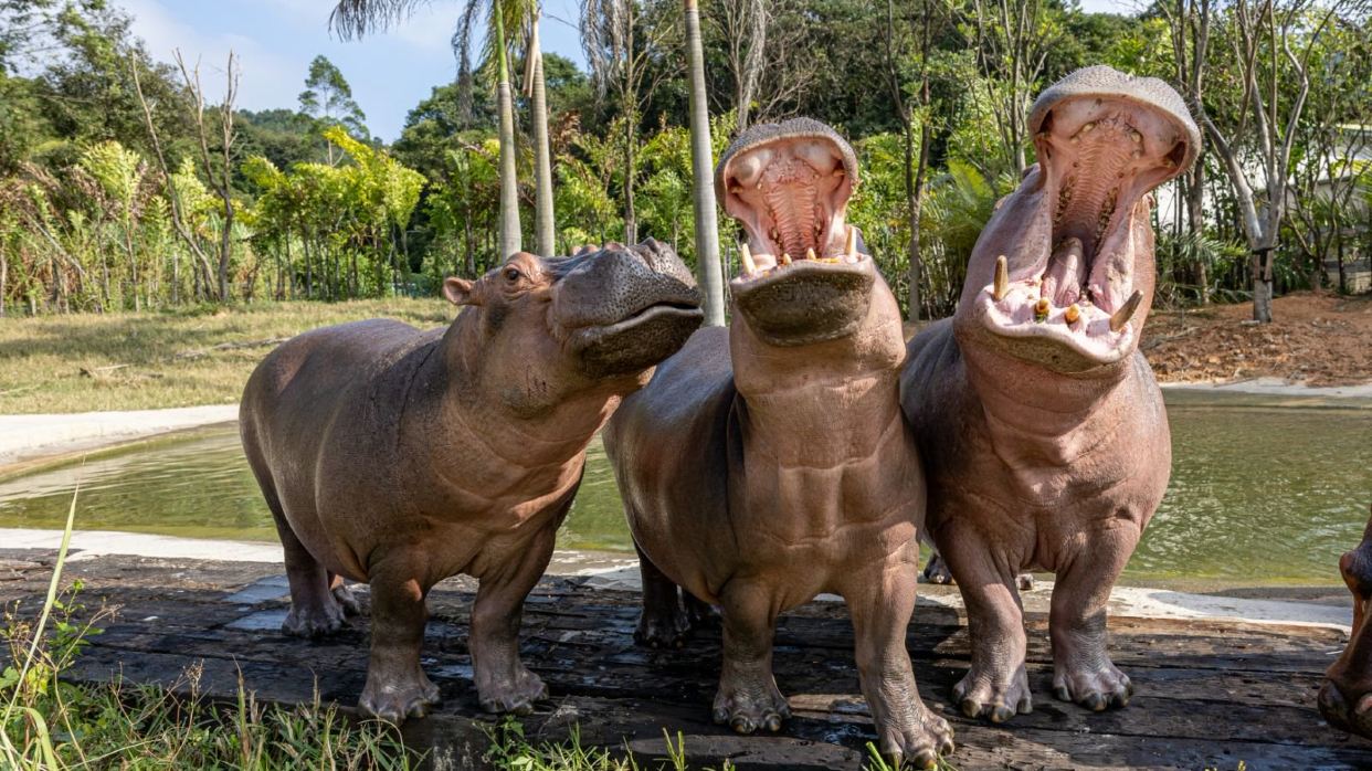 清遠長隆國際旅遊度假區