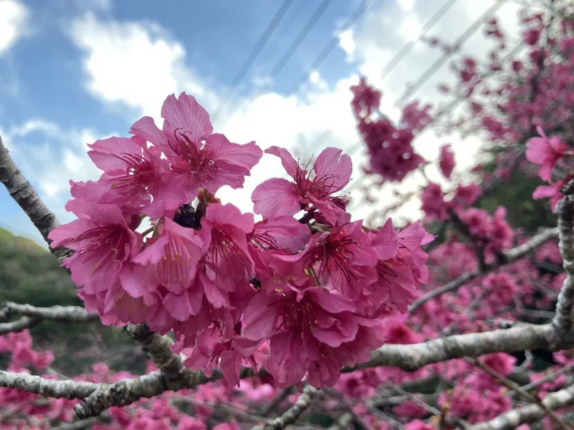 八重岳櫻之森公園
