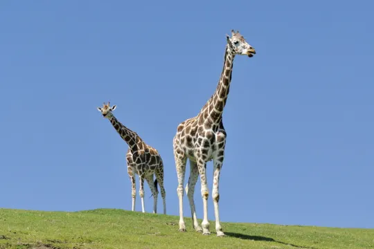 九州自然動物公園