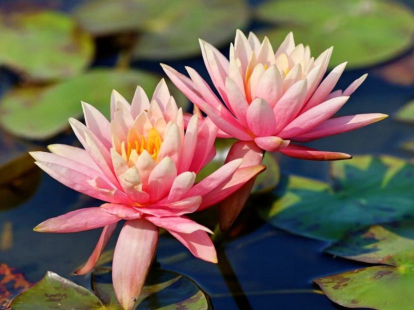 廈門海灣公園睡蓮池