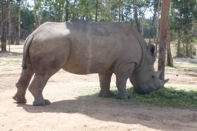 越南野生動物園~Vinpearl Safari