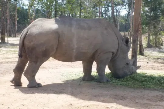 越南野生動物園~Vinpearl Safari
