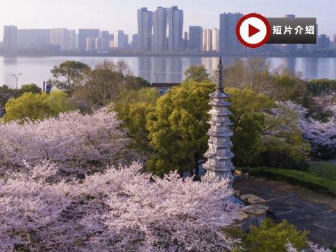 花漾江南🌸6天團【三大地標奢華酒店：上海外灘茂悅酒店、杭州康萊德酒店、南潯萬豪酒店】香雪海賞梅花/櫻花、榮氏梅園/賞櫻勝地黿頭渚、濮院時尚古鎮、船遊西湖十景、夜遊南潯古鎮、上海LV巨輪 