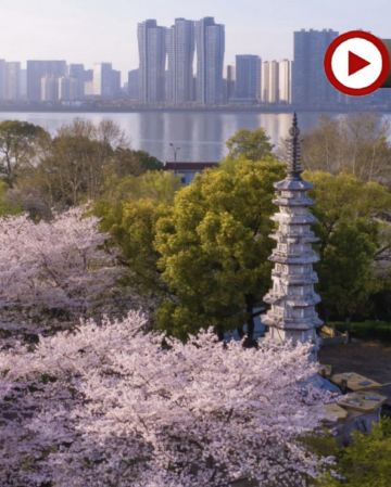 花漾江南🌸6天團【三大地標奢華酒店：上海外灘茂悅酒店、杭州康萊德酒店、南潯萬豪酒店】香雪海賞梅花/櫻花、榮氏梅園/賞櫻勝地黿頭渚、濮院時尚古鎮、船遊西湖十景、夜遊南潯古鎮、上海LV巨輪 