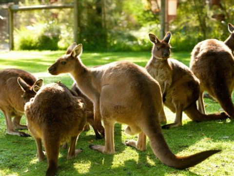 希爾斯維爾野生動物保護區