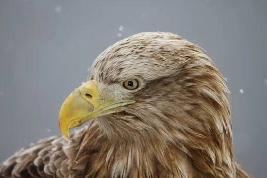 羅臼流冰生態觀光船