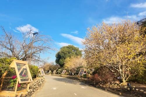 足利花卉公園冬天