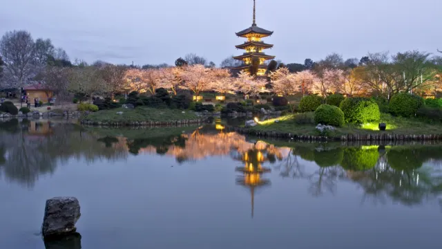 東湖櫻花園夜景