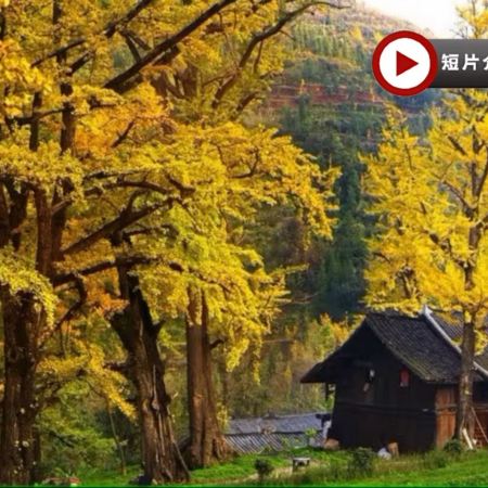 金秋貴州‧賞千年銀杏 5天升級純玩高鐵團  妥樂古銀杏景區、神泉谷粉黛亂子草花海、花溪黃金大道賞百年法國梧桐、西普陀寺秋景、觀山湖公園秋色、高坡雲頂暮曙公園、夜遊黃果樹大瀑布、貴陽地標甲秀樓夜景