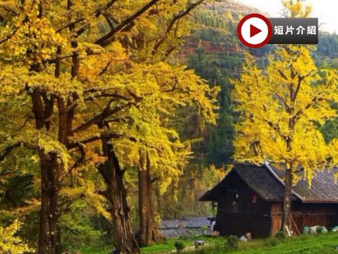 金秋貴州‧賞千年銀杏 5天升級純玩高鐵團  妥樂古銀杏景區、神泉谷粉黛亂子草花海、花溪黃金大道賞百年法國梧桐、西普陀寺秋景、觀山湖公園秋色、高坡雲頂暮曙公園、夜遊黃果樹大瀑布、貴陽地標甲秀樓夜景