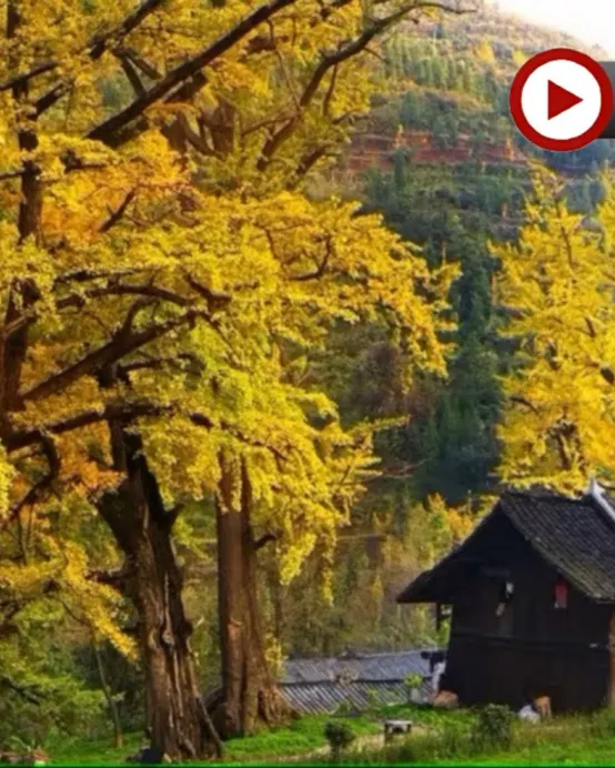 金秋貴州‧賞千年銀杏 5天升級純玩高鐵團  妥樂古銀杏景區、神泉谷粉黛亂子草花海、花溪黃金大道賞百年法國梧桐、西普陀寺秋景、觀山湖公園秋色、高坡雲頂暮曙公園、夜遊黃果樹大瀑布、貴陽地標甲秀樓夜景