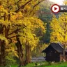 金秋貴州‧賞千年銀杏 5天升級純玩高鐵團  妥樂古銀杏景區、神泉谷粉黛亂子草花海、花溪黃金大道賞百年法國梧桐、西普陀寺秋景、觀山湖公園秋色、高坡雲頂暮曙公園、夜遊黃果樹大瀑布、貴陽地標甲秀樓夜景