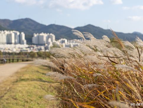大邱+釜山4天周遊之旅 ※大邱SpaElybaden汗蒸幕、TtangTtangLand炸雞體驗 ※釜山海月天空步道+青沙浦紅白燈塔、大渚生態公園、甘川洞文化村《11月30日前出發適用》