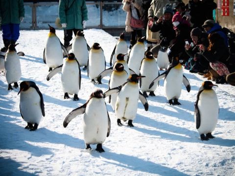 旭山動物園