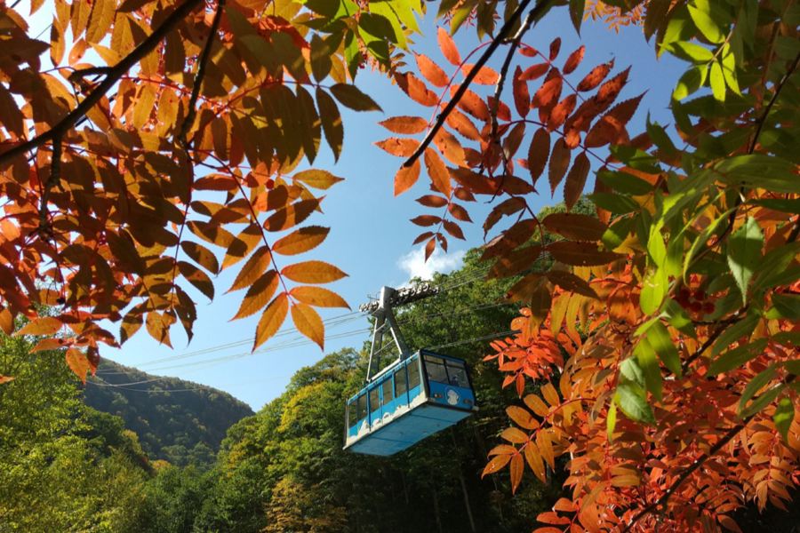 北海道~道東 秋色探索7天名湯之旅 全日本最早紅葉~黑岳重本包乘空中纜車/北の森冰之世界、能取湖紅色珊瑚草/天都山展望台、十勝牧場の家~牧羊犬綿羊Show、北見狐狸村、3晚溫泉酒店