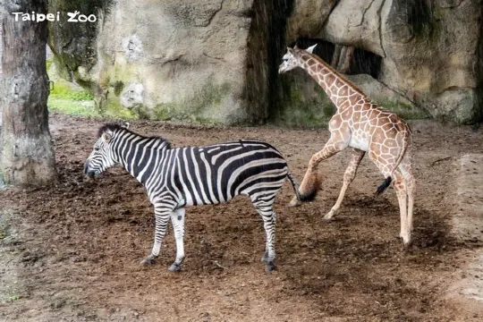 臺北市立動物園