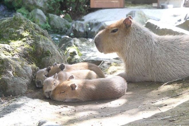 阿蘇奇趣動物園