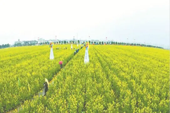 蔡甸〜萬畝油菜花海