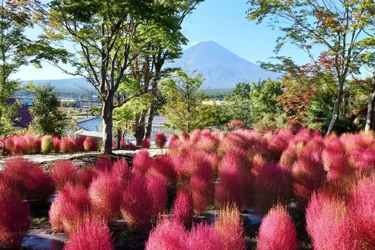 富士河口湖庭園