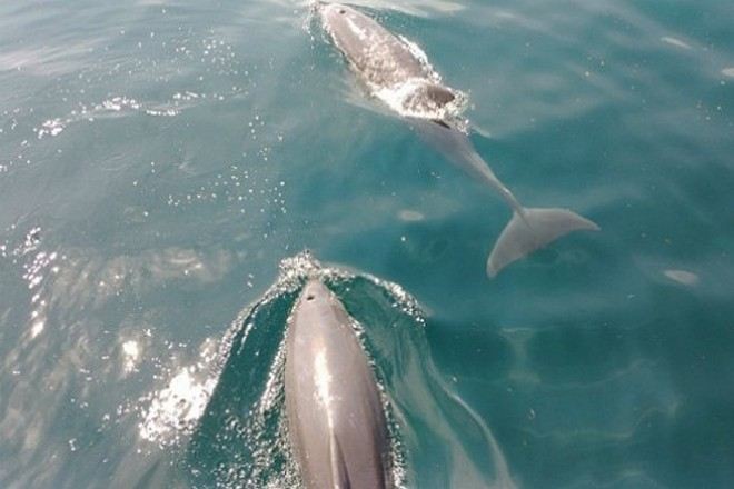 天草海岸觀賞海豚