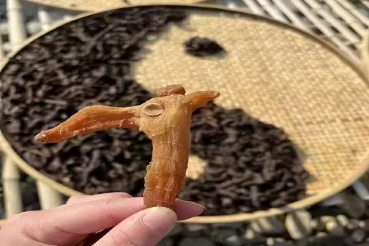 九製九曬黃精初照及終照