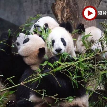 【5鑽】重慶渝城奇景文化休閒6天高鐵團 重慶動物園熊貓館、重慶園博園、兩江遊船、山城巷步道、洪崖洞吊腳樓、重慶輕軌穿樓、魁星樓、磁器口古鎮【連住5晚豪華國際品牌重慶希爾頓酒店或渝融豪生酒店】