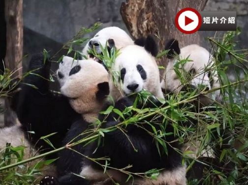 【5鑽】重慶渝城奇景文化休閒6天高鐵團 重慶動物園熊貓館、重慶園博園、兩江遊船、山城巷步道、洪崖洞吊腳樓、重慶輕軌穿樓、魁星樓、磁器口古鎮【連住5晚豪華國際品牌重慶希爾頓酒店或渝融豪生酒店】 【5鑽】重慶渝城奇景文化休閒6天高鐵團 重慶動物園熊貓館、重慶園博園、兩江遊船、山城巷步道、洪崖洞吊腳樓、重慶輕軌穿樓、魁星樓、磁器口古鎮【連住5晚豪華國際品牌重慶希爾頓酒店或渝融豪生酒店】