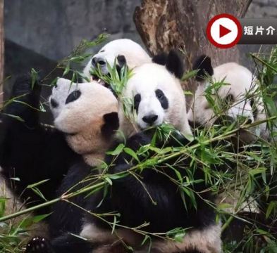 重慶渝城奇景文化休閒6天高鐵團 重慶動物園熊貓館、重慶園博園、兩江遊船、山城巷步道、洪崖洞吊腳樓、重慶輕軌穿樓、魁星樓、磁器口古鎮【連住5晚豪華國際品牌重慶希爾頓酒店或渝融豪生酒店】