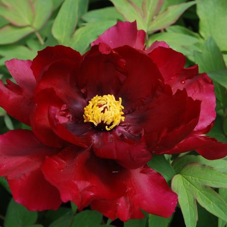 【5鑽】【西九高鐵直達鄭州】國色天香‧花魅 中原洛陽、開封、鄭州5天賞花團 明堂天堂(永安貴賓專屬)武則天武皇迎賓、《世界文化遺產》龍門石窟、清明上河園(含汴河遊船) 【國風體驗：穿漢服遊牡丹園】