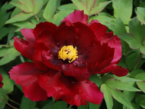 【季節限定】【西九高鐵直達鄭州】🌸國色天香‧花魅 中原洛陽、開封、鄭州5天賞花團 明堂天堂(永安貴賓專屬)武則天武皇迎賓、《世界文化遺產》龍門石窟、清明上河園(含遊船) 【國風體驗：穿漢服遊牡丹園】