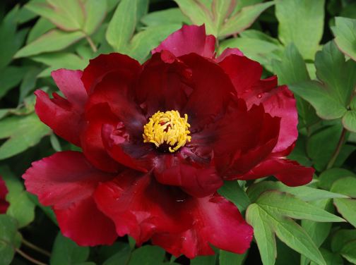 【5鑽】【西九高鐵直達鄭州】國色天香‧花魅 中原洛陽、開封、鄭州5天賞花團 明堂天堂(永安貴賓專屬)武則天武皇迎賓、《世界文化遺產》龍門石窟、清明上河園(含汴河遊船) 【國風體驗:穿漢服遊牡丹園】 【5鑽】【西九高鐵直達鄭州】國色天香‧花魅 中原洛陽、開封、鄭州5天賞花團 明堂天堂(永安貴賓專屬)武則天武皇迎賓、《世界文化遺產》龍門石窟、清明上河園(含汴河遊船) 【國風體驗:穿漢服遊牡丹園】