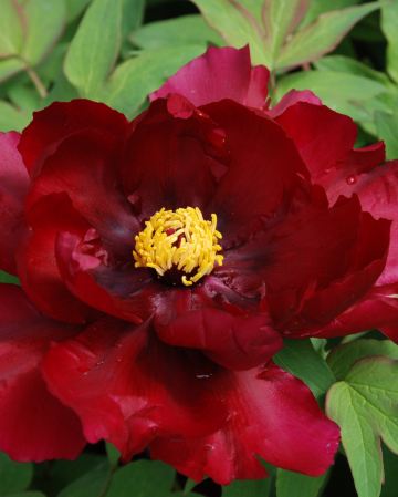 【季節限定】【西九高鐵直達鄭州】🌸國色天香‧花魅 中原洛陽、開封、鄭州5天賞花團 明堂天堂(永安貴賓專屬)武則天武皇迎賓、《世界文化遺產》龍門石窟、清明上河園(含遊船) 【國風體驗：穿漢服遊牡丹園】