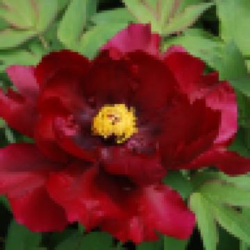 【季節限定】【西九高鐵直達鄭州】🌸國色天香‧花魅 中原洛陽、開封、鄭州5天賞花團 明堂天堂(永安貴賓專屬)武則天武皇迎賓、《世界文化遺產》龍門石窟、清明上河園(含遊船) 【國風體驗：穿漢服遊牡丹園】