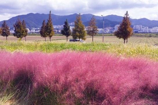 大渚生態公園(賞粉紅亂子草)