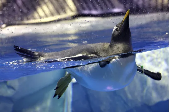 正佳企鵝冰雪世界