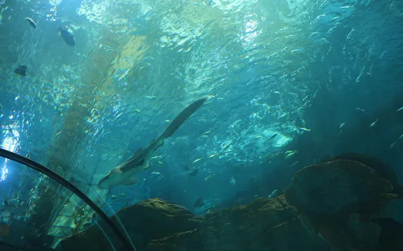 樂從天佑城海洋館