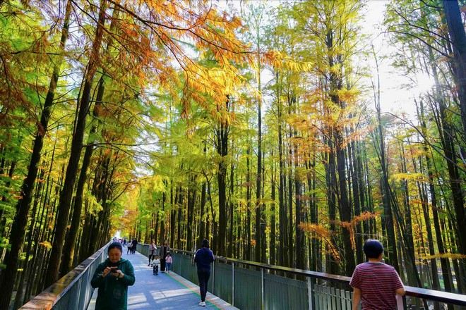 青山湖水上森林