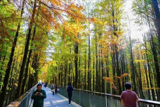 青山湖水上森林