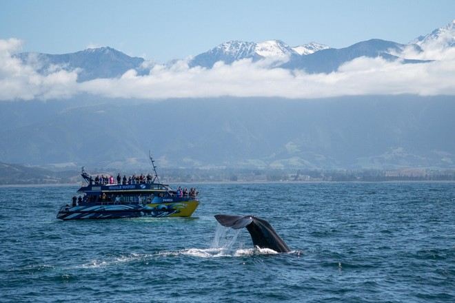 觀鯨之旅